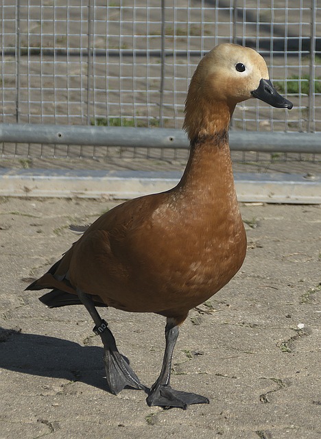 一大关键